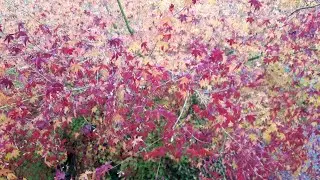 Red - Japanese Maple, November, on Canada's west coast!