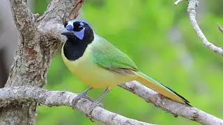 South Texas World Birding Centers: Bentsen RGV& Estero Llano Part 3/5
