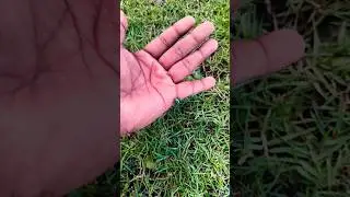 Самый крупный черный блестящий жук этого вида, которого я когда-либо находил. #насекомые #природа...