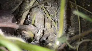 Atypus muralis web (purse web spider)