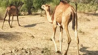 Camel Running| Male Camel Love for Female | Animal Cross Breed | Beautiful Wild Animal #camel #jamal