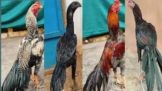 4 pic available murga||Tamil murga||online Murga #murgi palan video #farming video #aasil farming 