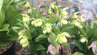 Cypripediums in pots three
