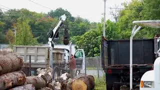 City Tree Chicopee Massachusetts 01013