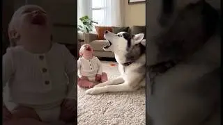 Mom Can&rsquo;t Stop Laughing at Baby and Husky Duet 😂❤️