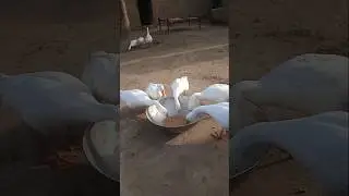 #ducks #eating #and #duck #sound