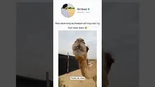 nice camel