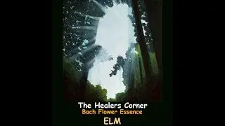 BACH FLOWER ESSENCE -  Elm