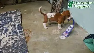 Sweet Basset Hound Puppies