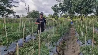BOOST YOUR CURLY CHILI HARVEST WITH THIS SMART FERTILIZER SPRAYING METHOD! -Agriculture Farming