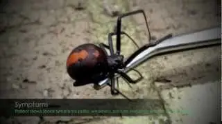 Red Back Spider  First Aid & Symptoms
