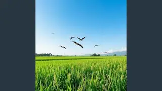 Green rice fields