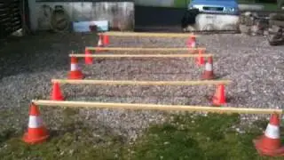 chien qui saute des obstacles