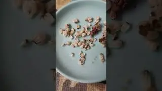 Seeds of Caladium (What to do?)
