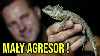 CIEKAWOSTKI O HODOWLI AGAMY ROGATEJ W DOMU