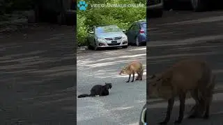 Fox vs Cat  😸 #animalsfunny #fox #cats