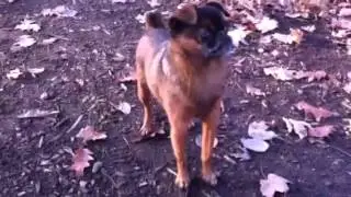 Higgins looking for squirrels