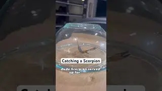 Catching a Scorpion