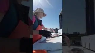 How to fillet a black rockfish