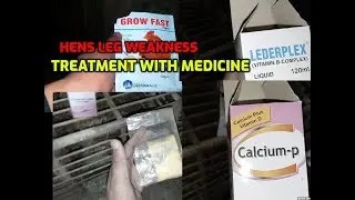Hens leg weakness treatment with medicine