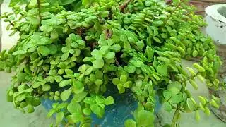 Jade plant # gardening #greenery #jade 