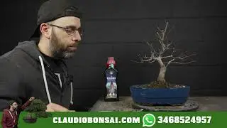 NUOVO ACERO DESHOJO BONSAI