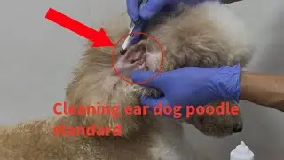 Eat dog poodle standard very dirty need cleaning.