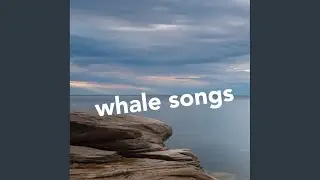 Crisp White Noise