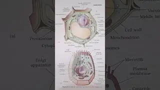 plant cell and animals cell #ncertdiagram #neet2026 #viralshortsneet #doctor #neetpreparation