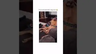 Hilarious dog goes viral for being over dramatic #comedy #funny #dog #humor #animals #viralvideo