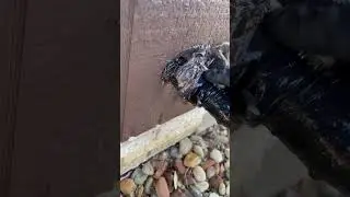One of the most common entry points for rodents around the home