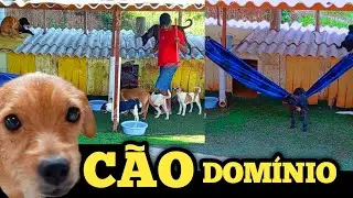 Cãodominio de luxo tem rede5para os cachorros kkkk🥰😍😂🤣🤩🥳