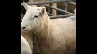 Store Lambs Part 1