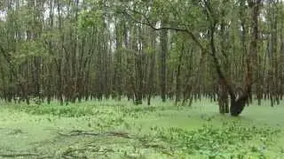 Лес Тра Су Кейджупут