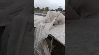 HOW SEA FISH DRY IN NATURAL PROCESS | SEA FOOD DRYING NATURAL PROCESS | MAKING OF DRY FISH TO EXPORT