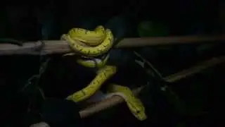Green Tree Python Feeding