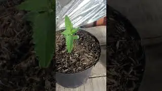 1 semana  gen&eacute;tica de la casa blue kush f1 #cannabiseducation #marihuanalegal #cannabiscommunity