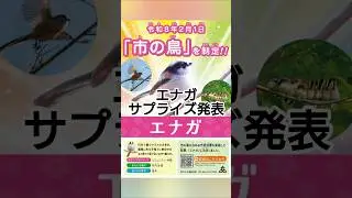 エナガから緊急サプライズ発表があるようです。　#野鳥　#厚木市　#シマエナガ