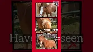 Have you seen Seabiscut?