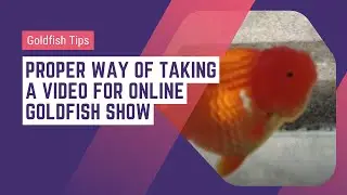 Proper Way of Taking a Video for Online Goldfish Show