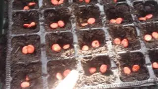 Multisow Planting of Early Broad Bean Monica