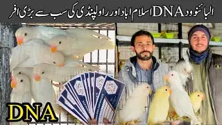 Fisher ki price me albino || Albino red eye & split with DNA Deckeno with DNA offers he offers#bird