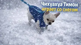 Чихуахуа играет со снегом
