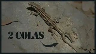🦎¿Cómo pierden la cola las lagartijas? 💥 AUTOTOMÍA CAUDAL y REGENERACIÓN✨