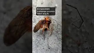 Harilik roojak&auml;rbes (Scathophaga stercoraria; Yellow dung fly) - Eesti elurikkus