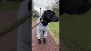 h4 #puppy #funny #dogtraining #labrador #cute #adorable #doggo #doglife #animals #dogmom