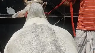 most beautiful cow  bankra howrah Kolkata🌹 #cows #kolkata #2023
