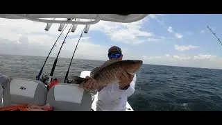 Mangrove Snapper on the Slacker Jigs inside Tampa Bay!