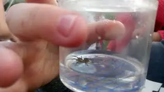 magnificent minibeasts of Northam Burrows