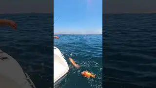 Deep dropping for monster rockfish! #fishing #rockfishing